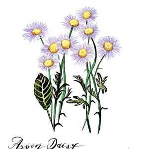 ASPEN DAISY