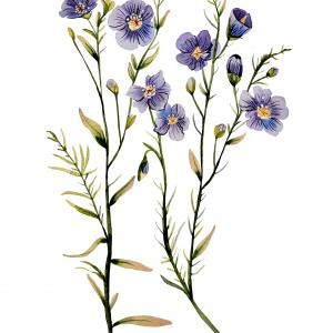 BLUE FLAX