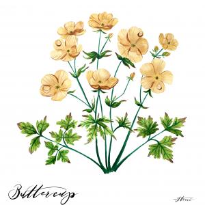 BUTTERCUP