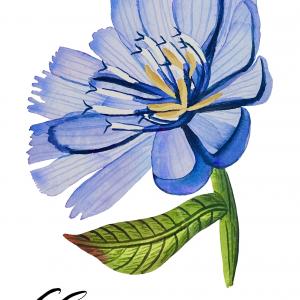 CHICORY