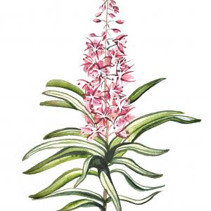 FIREWEED