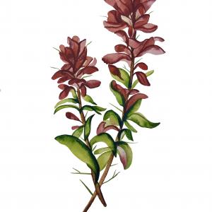 INDIAN PAINTBRUSH