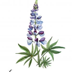 LUPINE