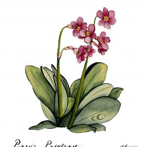 PARRY'S PRIMROSE