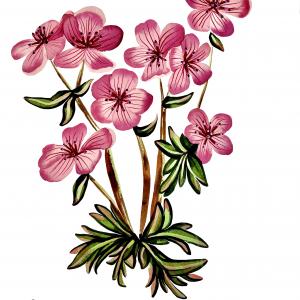 STICKY GERANIUM