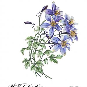 UTAH COLUMBINE