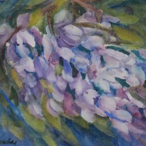 Wisteria